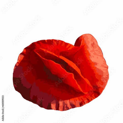Field poppy flower isolated on white background. Papaver rhoeas flatlay closeup. Vector watercolor illustration.