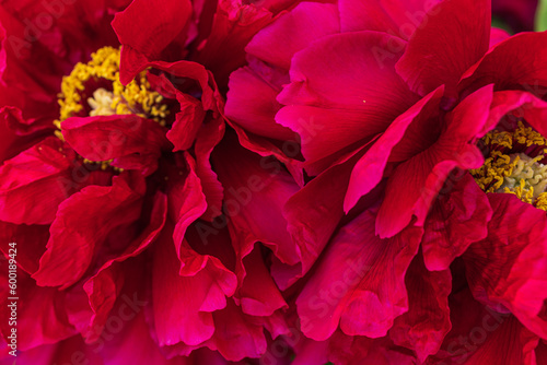 Fototapeta Naklejka Na Ścianę i Meble -  red peony petals background