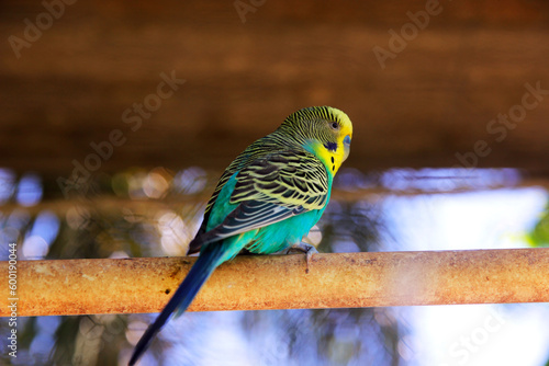 colorful birds of brazil biodiversity