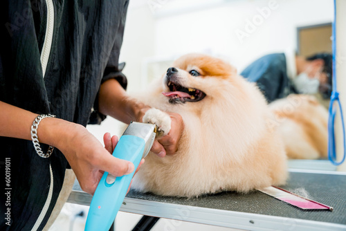 Groomer polishing claws a Pomeranian dog at grooming salon