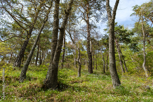 pine trees in the forest in spring