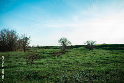 Beautiful green meadow