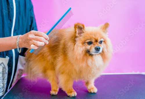 Groomer cutting Pomeranian dog at grooming salon.