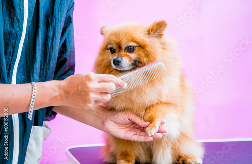 Groomer cutting Pomeranian dog at grooming salon.