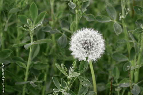 Obraz na plátně dandelion plant and devil feather in nature,Dandelion pappus close-up,