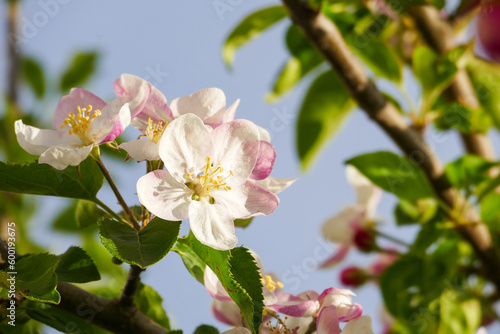 flowering pear tree,close-up pear tree flower,blooming fruit trees,