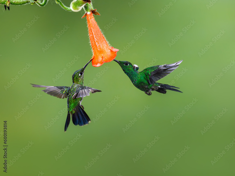 Obraz premium Two Green-crowned brilliant Hummingbird in flight collecting nectar from orange Kohleria flower on green background