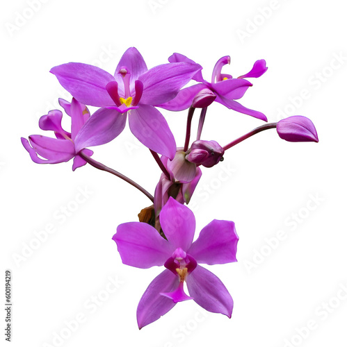 Fototapeta Naklejka Na Ścianę i Meble -  pink orchid isolated on white background