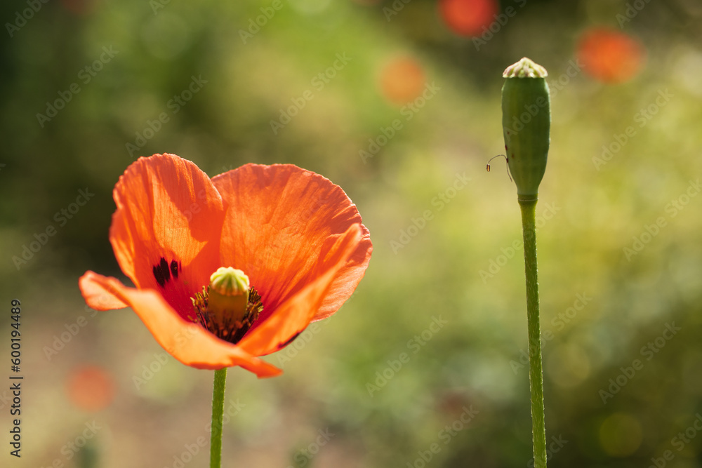 Fototapeta premium red poppy flower