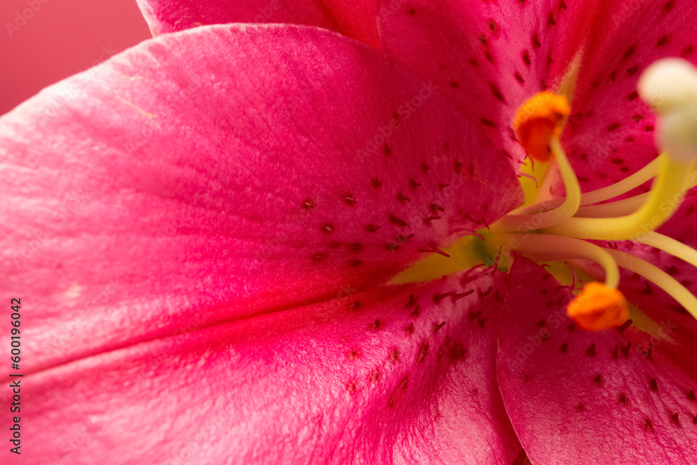 pink lily on pink background