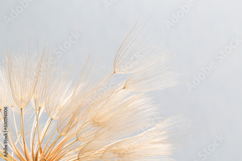 dandelion goatbeard on turquoise background