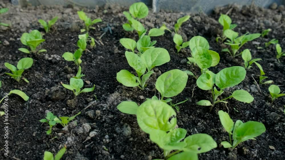 Seedlings of garden plants in a greenhouse. Selective focus. Seedlings of garden plants in a greenhouse. Selective focus.