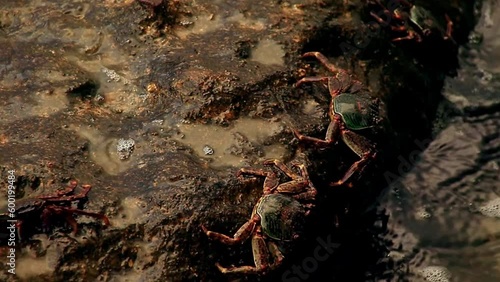 Group of Swift-footed Rock Crab or Leptograpsus variegatus foraging on a rock getting washed by the waves in Koh Sdach Island, Cambodia photo