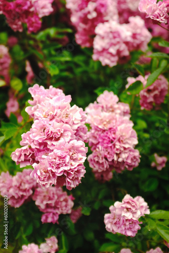 fiori colorati 