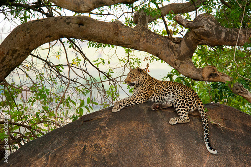Leopard in the wild, Serengeti National Park Tanzania, Africa