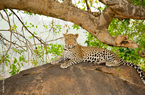 Leopard in the wild  Serengeti National Park Tanzania  Africa