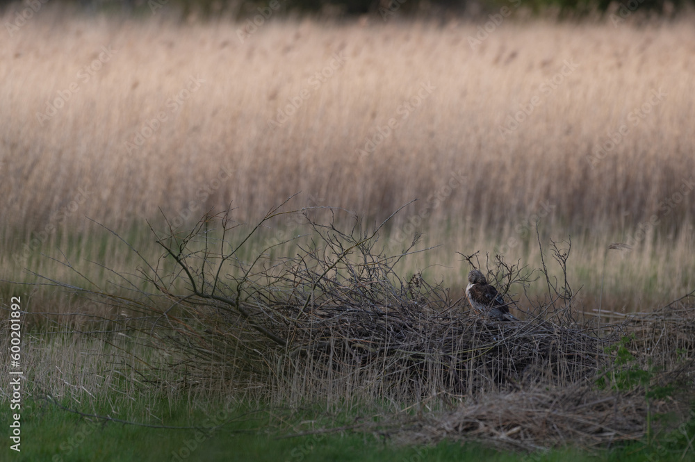 Circus aeruginosus 6 Marsh harrier - Busard des roseaux Circus aeruginosus 6 Marsh harrier - Busard des roseaux