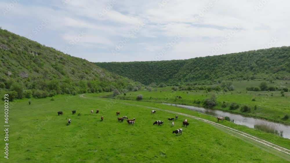aerial view of cows eating grass in canyon of river raut in moldova aerial view of cows eating grass in canyon of river raut in moldova