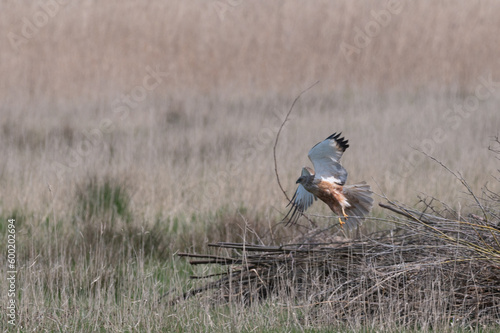 Circus aeruginosus 6 Marsh harrier - Busard des roseaux