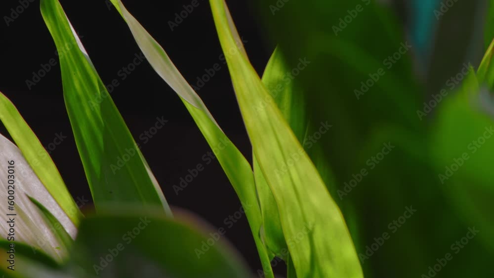 Background of tropical tree leaves swaying in the breeze with patterns forming from their shape and the way sunlight and shadow is falling on the leaves. Background of tropical tree leaves swaying in the breeze with patterns forming from their shape and the way sunlight and shadow is falling on the leaves.
