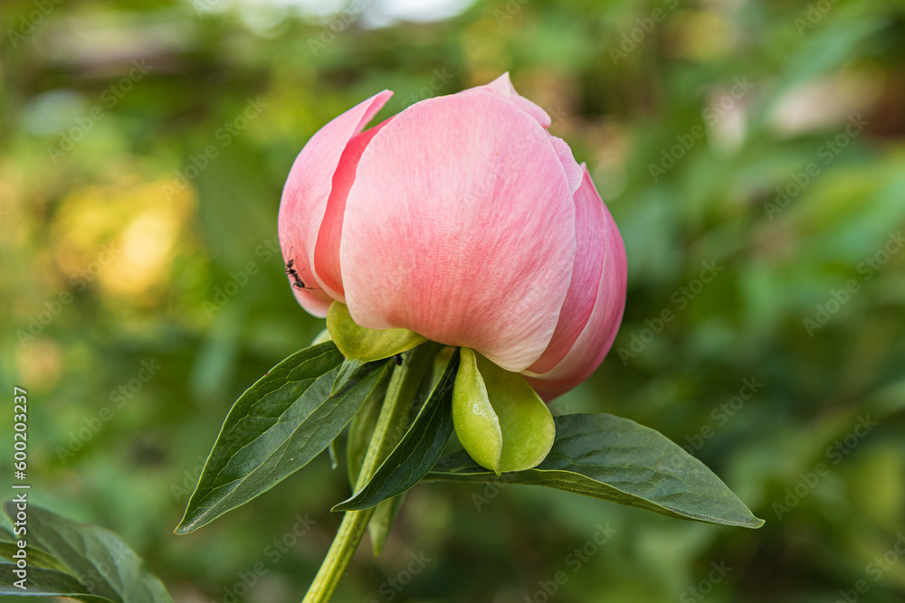 Fototapeta premium pink flower buds
