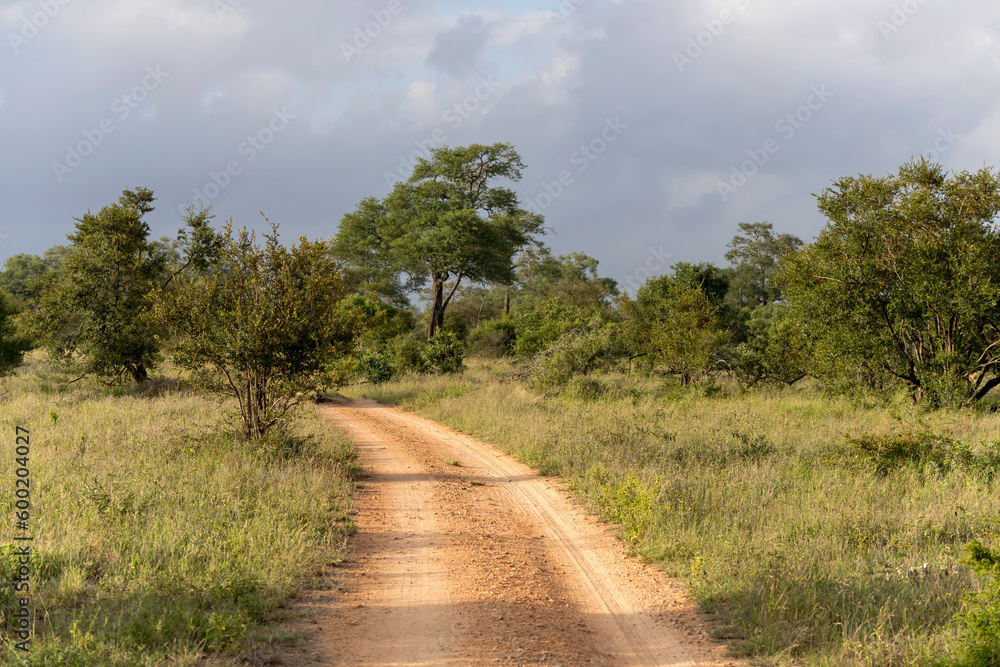dirt road in Kruger park shrubland wilderness, South Africa