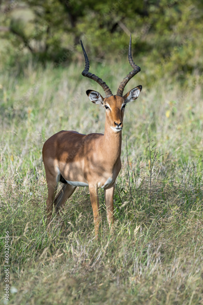 attentive young male Impala, Kruger park, South Africa attentive young male Impala, Kruger park, South Africa