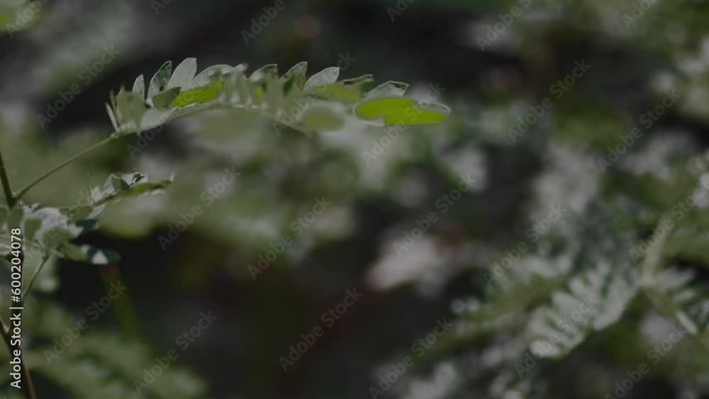Background of tropical tree leaves swaying in the breeze with patterns forming from their shape and the way sunlight and shadow is falling on the leaves. Background of tropical tree leaves swaying in the breeze with patterns forming from their shape and the way sunlight and shadow is falling on the leaves.