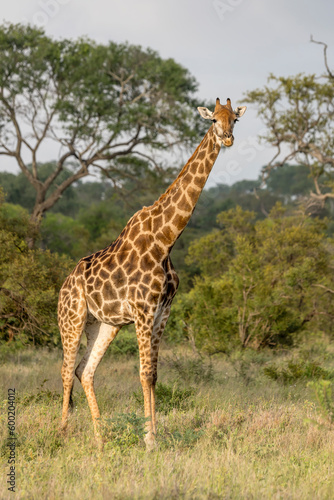 giraffe on grass  Kruger park  South Africa