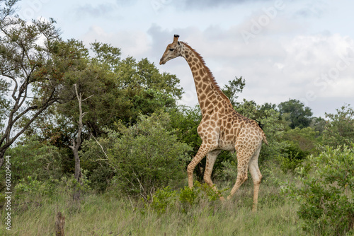 giraffe running on grass  Kruger park  South Africa