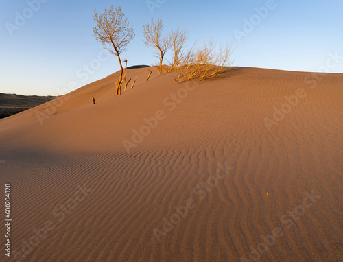 Early morning light on sand dunes with trees