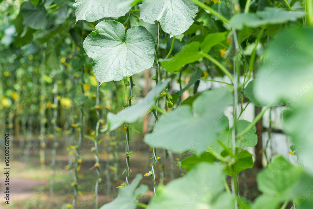 Obraz premium Organic cucumbers cultivation. Closeup of fresh green vegetables ripening in glasshouse