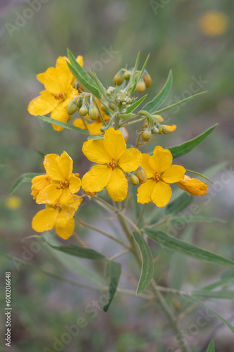 Two Leaf Senna is a native plant of Texas and blooms from spring through autumn.