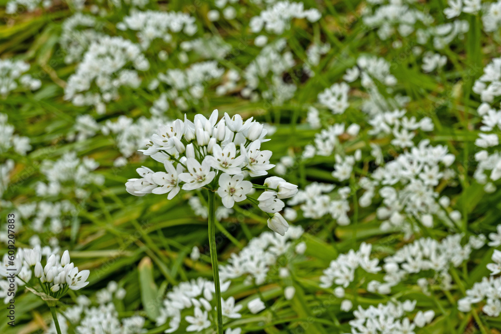 white flowering plants in spring white flowering plants in spring