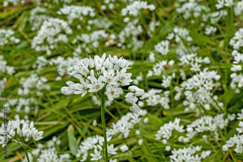 white flowering plants in spring