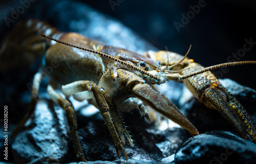 Фотография Stone crayfish (Austropotamobius torrentium) in a shallow stream, blue light