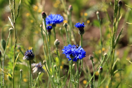 bluebottle also cornflower  in german Kornblume also Zyane  Cyanus segetum also Centaurea cyanus