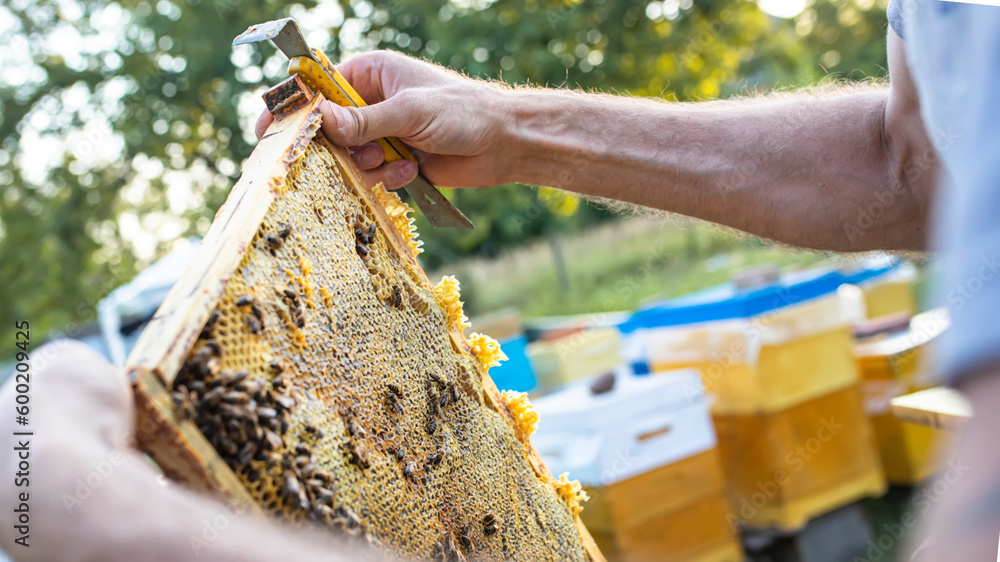 Beehive Spring Management. beekeeper inspecting bee hive and prepares apiary for summer season. Beekeeping. Beekeeper grey protective suit costume checks beehives 