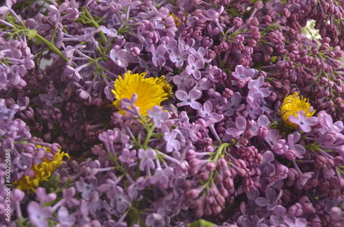 lilac flowers on a branch