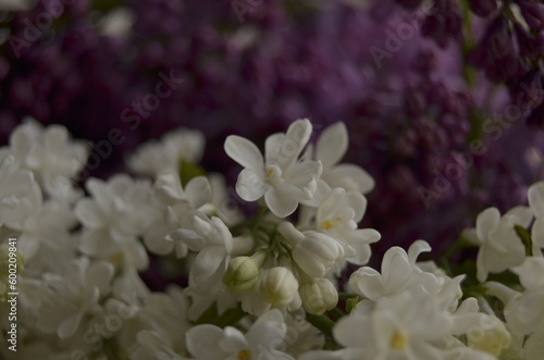 lilac flowers on a branch