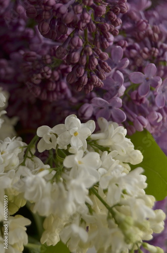 lilac flowers on a branch