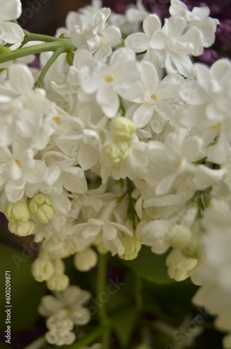 lilac flowers on a branch