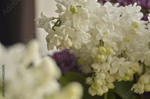 lilac flowers on a branch