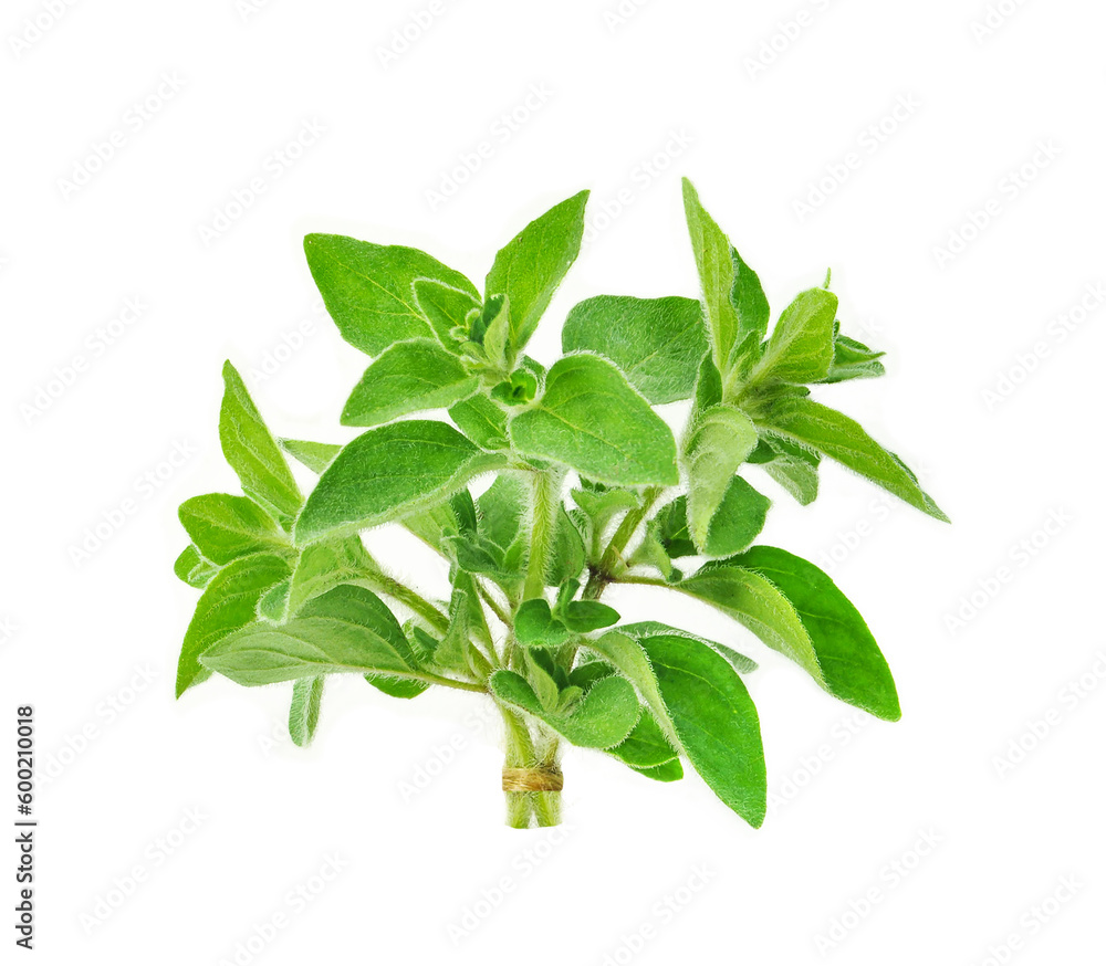 fresh oregano herb isolated on white background fresh oregano herb isolated on white background