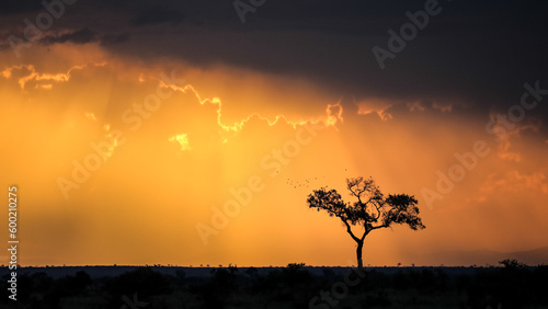 Flock of birds flying out of silhouetted tree with colorful clouds during sunset, Kruger National Park