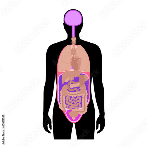 Body cavities poster