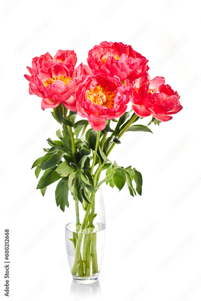 Beautiful pink peonies flowers isolated on white background Beautiful pink peonies flowers isolated on white background