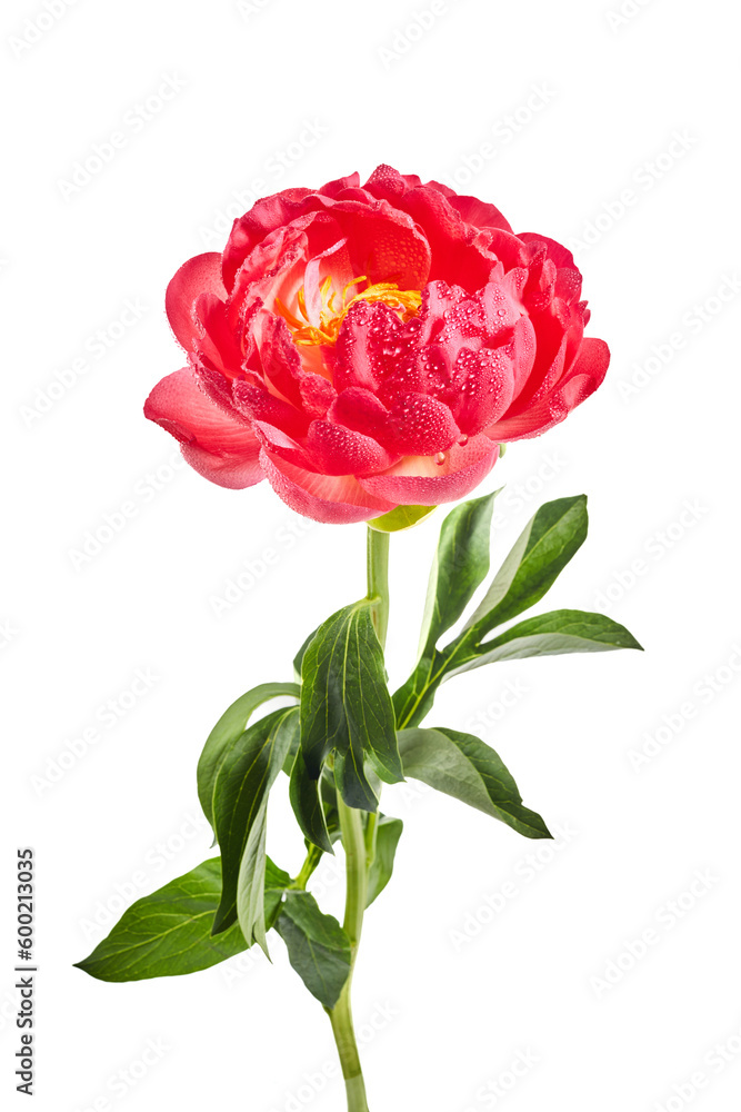 Pink peony with water drops isolated on white background
