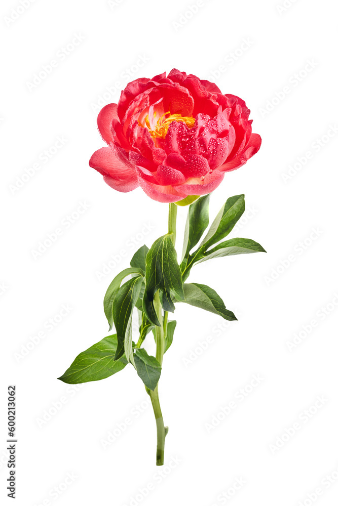Obraz premium Pink peony with water drops isolated on white background