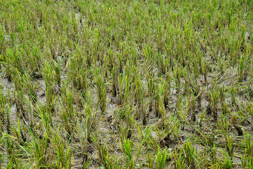 rice fields on bohol islnd at the philippines rice fields on bohol islnd at the philippines